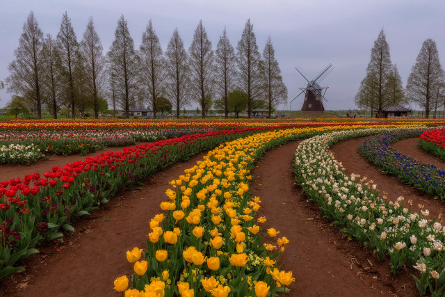 Flower field windmill autumn sunset free wallpaper - medium preview image