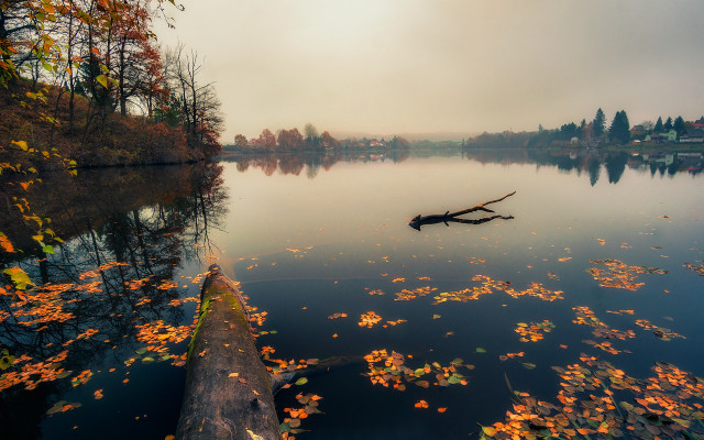 Tree water leaves autumn impessionist free wallpaper - medium preview image