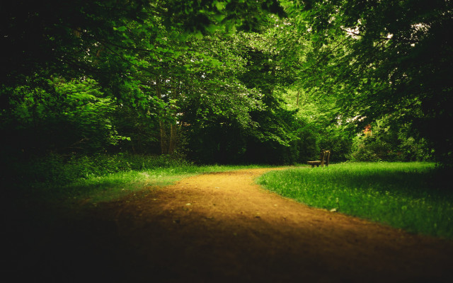 Dirt road forest trees person free wallpaper - medium preview image