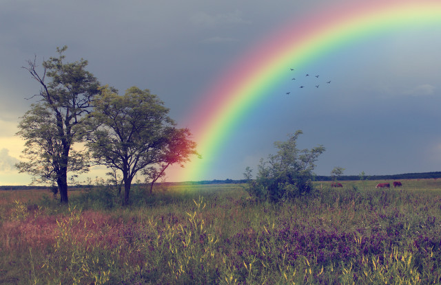 Rainbow field trees cows birds free wallpaper - medium preview image