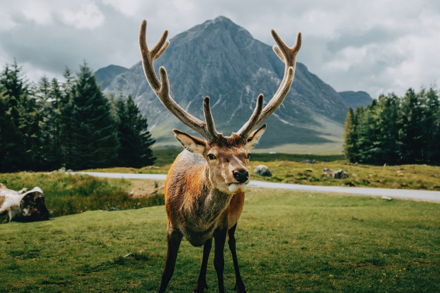 Deer antlers field mountains road free wallpaper - medium preview image