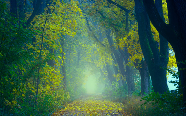 Forest path yellow leaves light free wallpaper - medium preview image