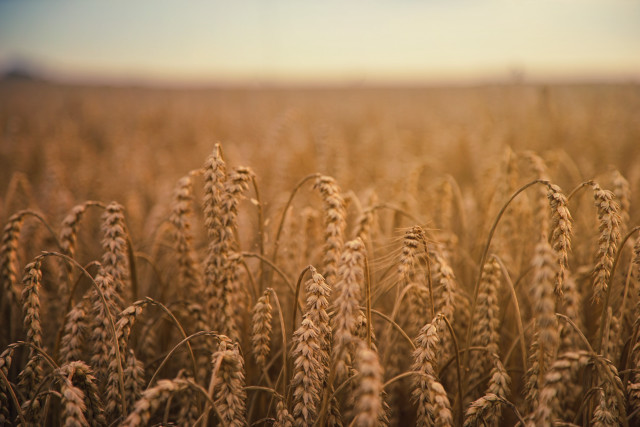 Wheat field blue sky clouds #13 free wallpaper - medium preview image