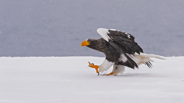 Bald eagle landing snowy ground free wallpaper - medium preview image