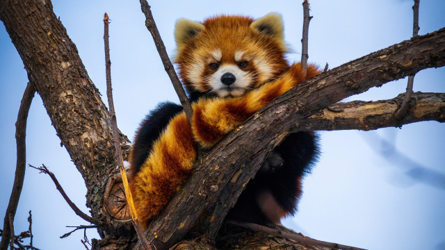 Red panda tree blue sky free wallpaper - medium preview image