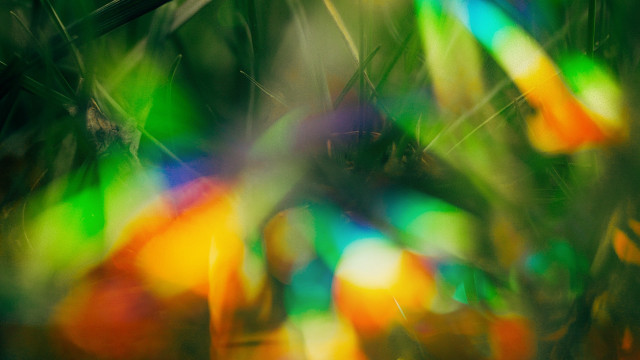 Blurry bird branch colorful leaves free wallpaper - medium preview image