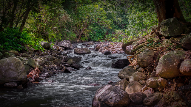 Lush green forest stream rocks #7 free wallpaper - medium preview image