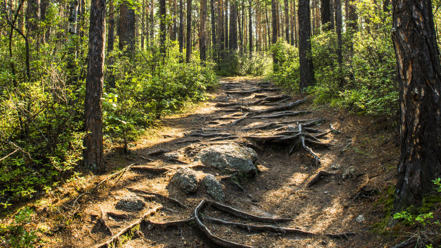 Dirt path forest roots rocks free wallpaper - medium preview image