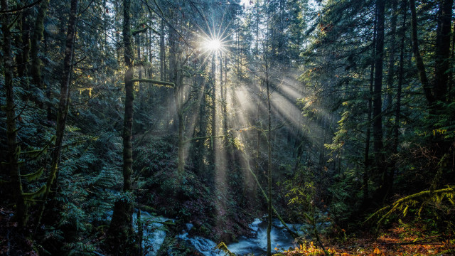 Sunbeam forest snowlight puzzle lens free wallpaper - medium preview image
