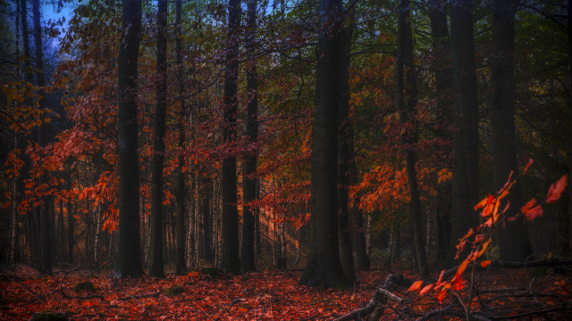 Autumn forest leaves fallen tree free wallpaper - medium preview image