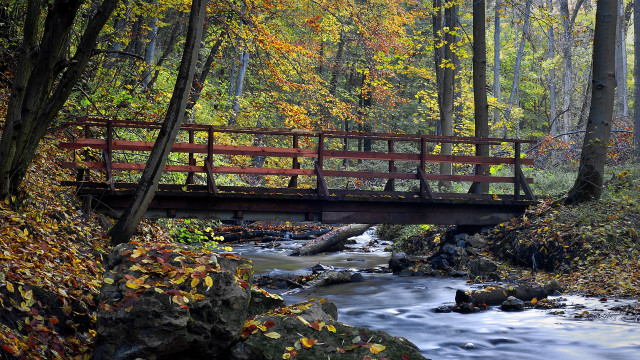 Bridge forest fall leaves cityscape free wallpaper - medium preview image
