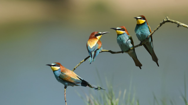 Birds branch water ecological art free wallpaper - medium preview image