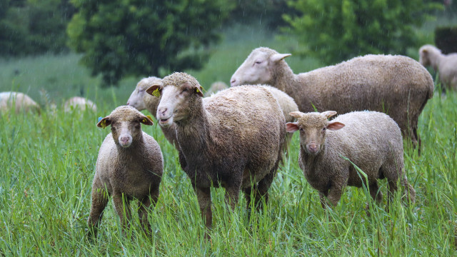 Sheep green field raindrops australian free wallpaper - medium preview image