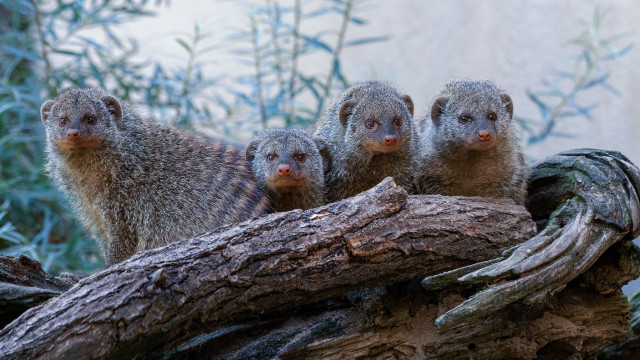 Small animals branch forest building free wallpaper - medium preview image