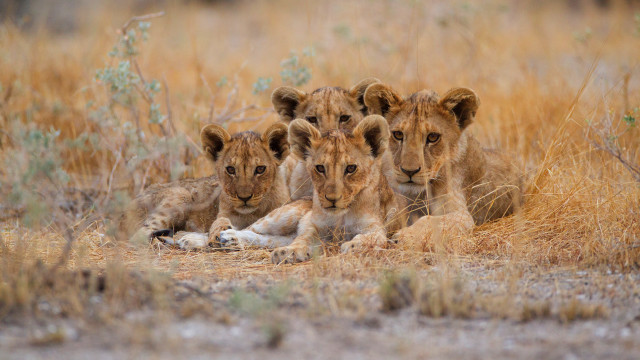 Three lions grass wildlife photography free wallpaper - medium preview image