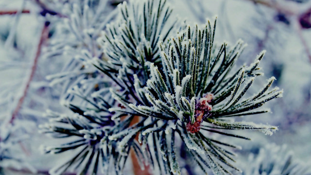 Pine tree snow ice bokeh free wallpaper - medium preview image