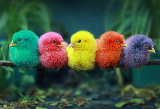 Colorful birds on branch microscopic free wallpaper - medium preview image
