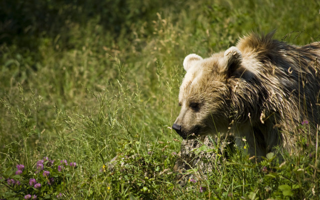 Bear walking tall grass flowers free wallpaper - medium preview image