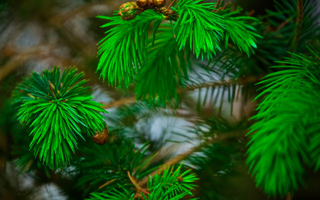 Pine cones needles closeup nature free wallpaper - medium preview image