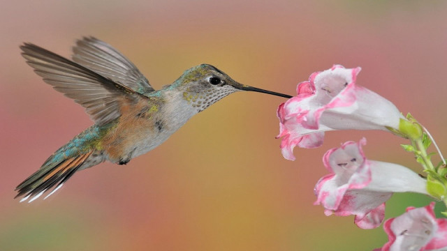 Hummingbird pinkflower openwings ecologicalart macroaward free wallpaper - medium preview image