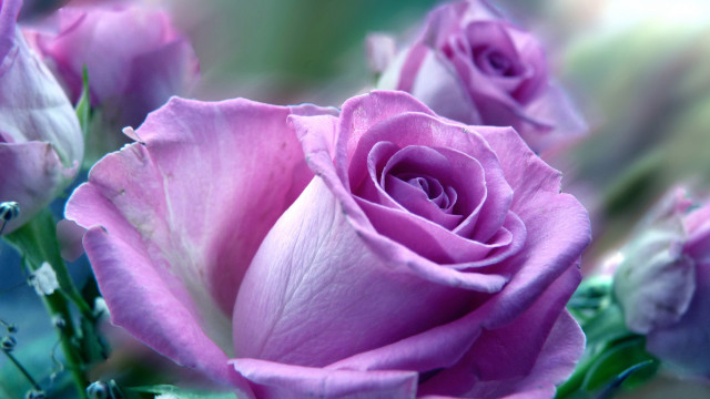 Pink roses water droplets macro #3 free wallpaper - medium preview image
