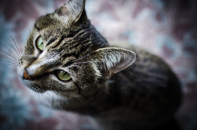 Green eyed cat looking up free wallpaper - medium preview image