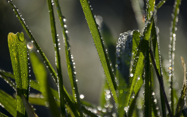 Dew grass closeup macro nature free wallpaper - medium preview image