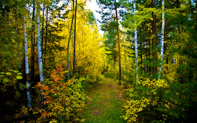 Autumn forest path yellow flowers free wallpaper - medium preview image