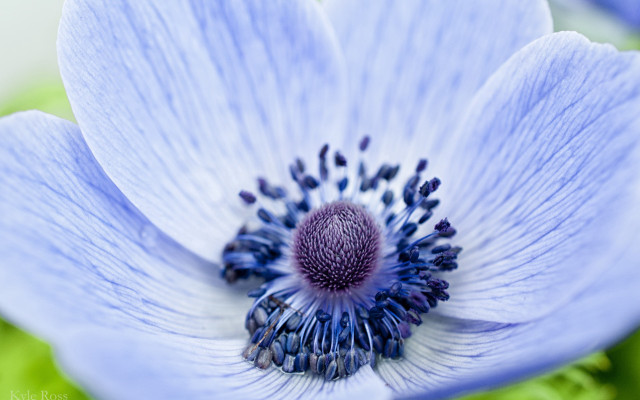 Blue flower macro earth fireworks free wallpaper - medium preview image