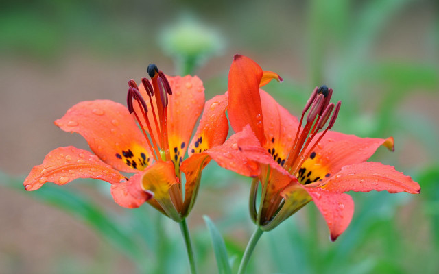 Orange flowers water droplets field free wallpaper - medium preview image