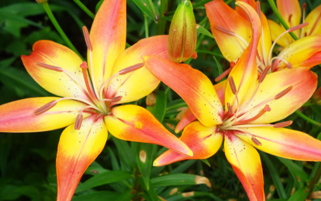 Flowers grass outdoors nature blurry free wallpaper - medium preview image