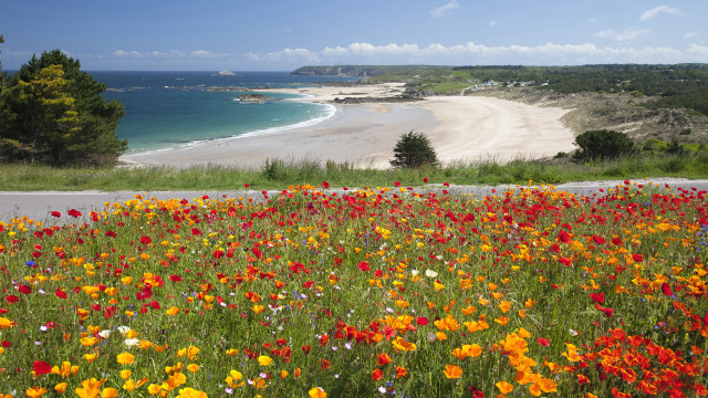 Flower field beach horizon autumn free wallpaper - medium preview image