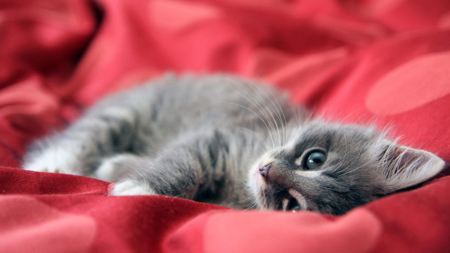 Kitten redblanket blueeyes blurry shibas free wallpaper - medium preview image
