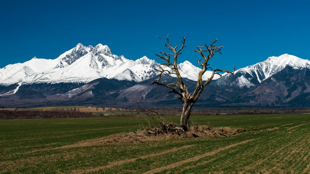 Lone tree field mountains landscape free wallpaper - medium preview image