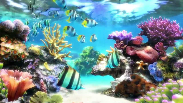Fish swimming aquarium colorful fish free wallpaper - medium preview image