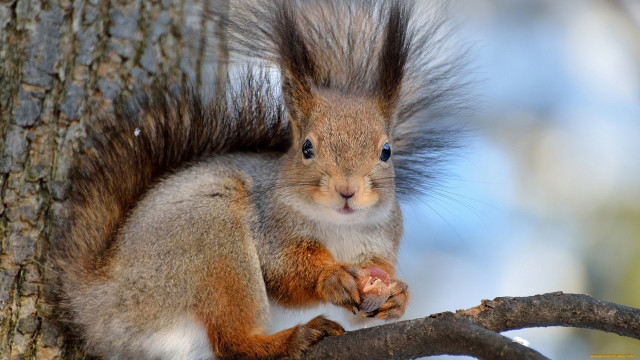 Squirrel eating nut woodland shock free wallpaper - medium preview image