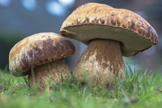 Mushrooms grass forest fullmoon nature free wallpaper - medium preview image