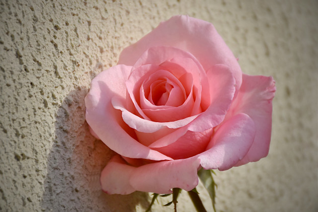 Pink rose wall shadow macro free wallpaper - medium preview image