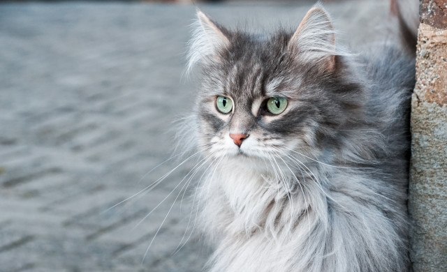 Cat green eyes wall rococo free wallpaper - medium preview image