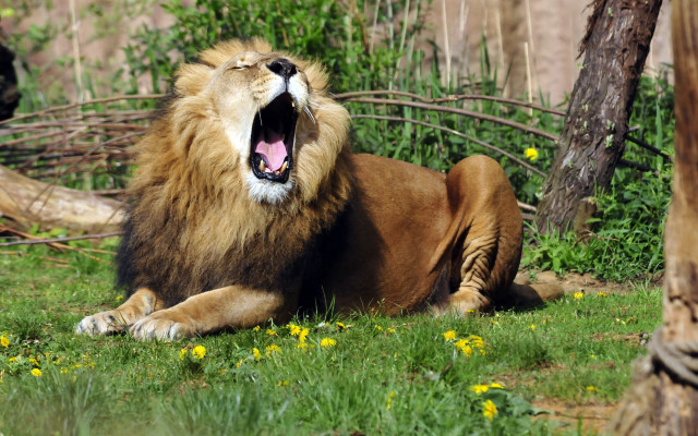 Lion yawning grass wildlife photography free wallpaper - medium preview image