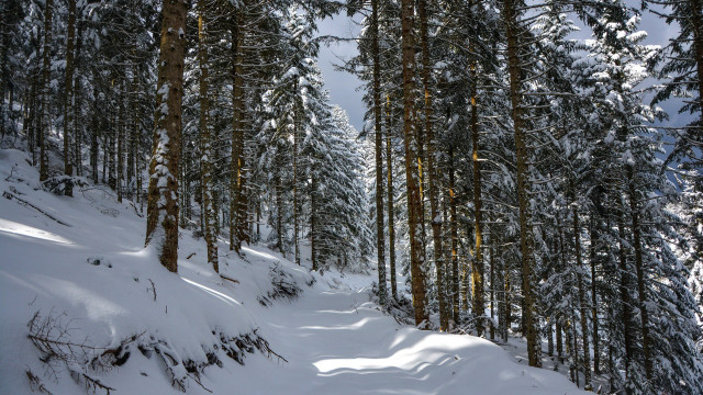 Snowy forest path nature winter free wallpaper - medium preview image