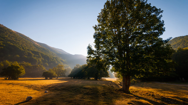Tree field mountains blue sky free wallpaper - medium preview image