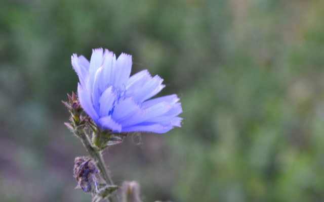 Blue flower blurry background macro #2 free wallpaper - medium preview image