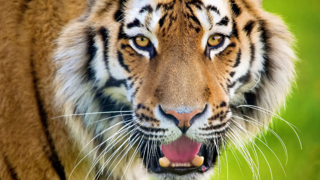 Tiger open mouth teeth sharp free wallpaper - medium preview image
