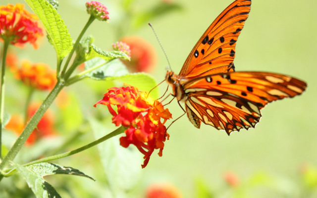 Butterfly flower field ecological macro free wallpaper - medium preview image