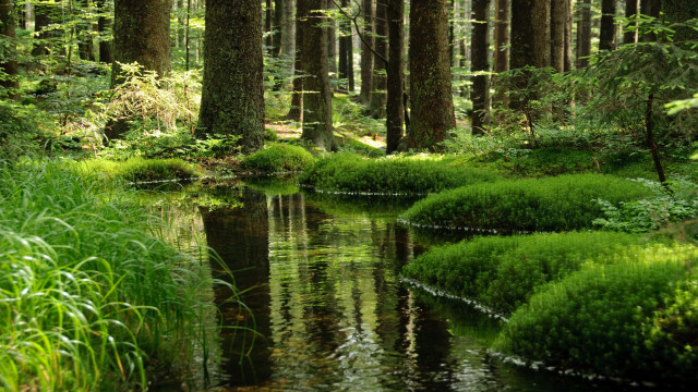 Lush forest stream nature tokyo free wallpaper - medium preview image