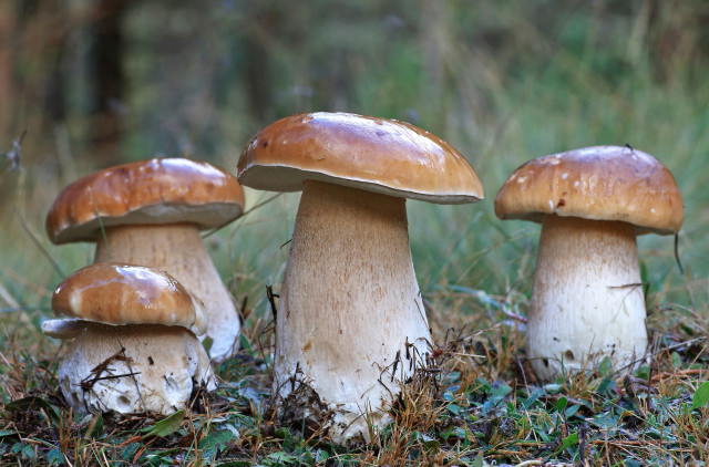 Mushrooms grass field forest nature free wallpaper - medium preview image