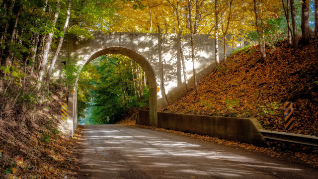 Bridge forest road nature sunlight free wallpaper - medium preview image