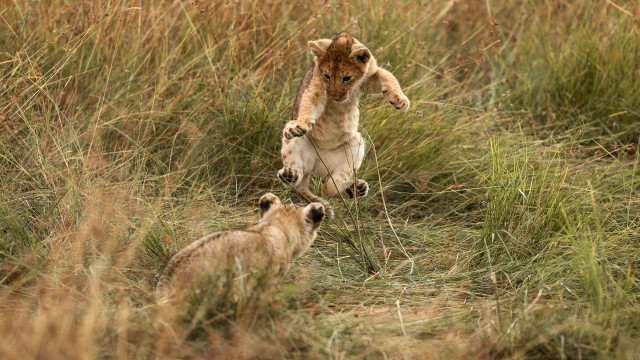 Small animals playing grassy field free wallpaper - medium preview image