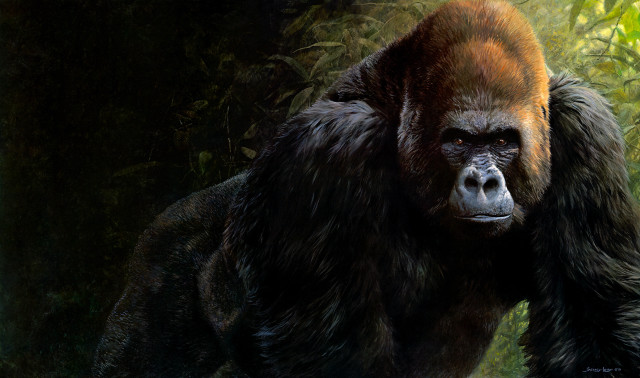 Gorilla forest bushes blurry background free wallpaper - medium preview image